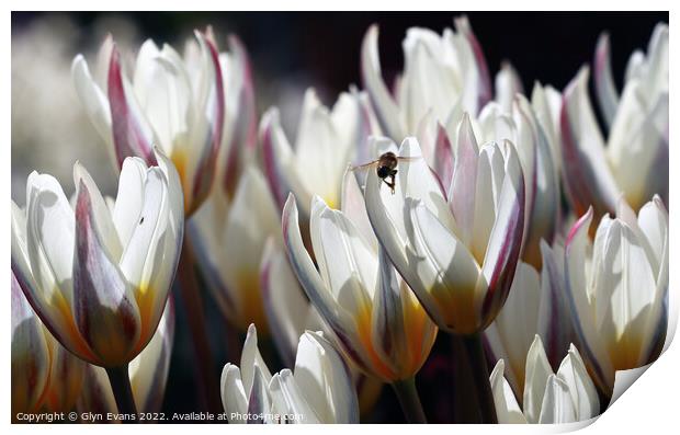 White Tulips Print by Glyn Evans