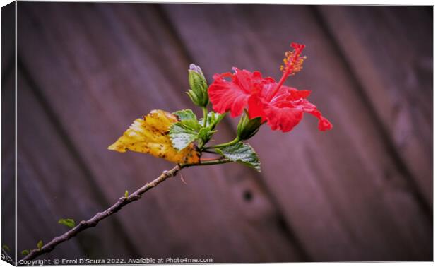Red Hibiscus on a Stem Canvas Print by Errol D'Souza