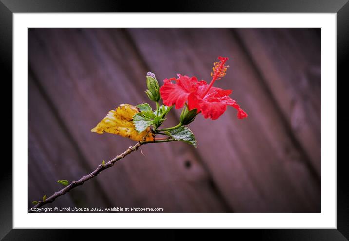 Red Hibiscus on a Stem Framed Mounted Print by Errol D'Souza