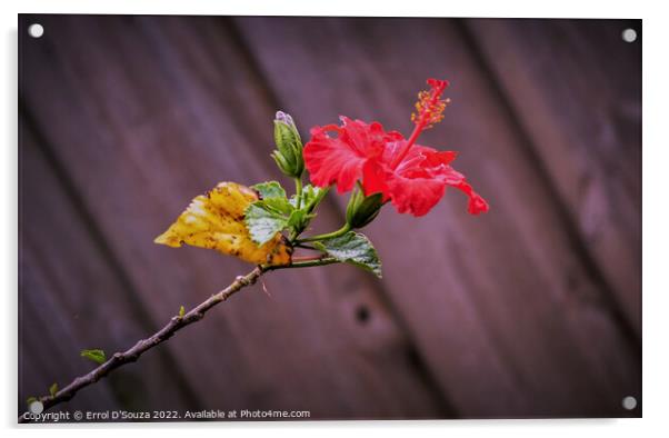 Red Hibiscus on a Stem Acrylic by Errol D'Souza