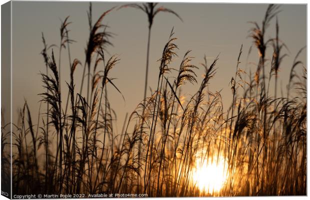Sun behind reeds Canvas Print by Martin Pople