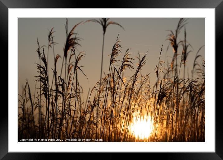 Sun behind reeds Framed Mounted Print by Martin Pople