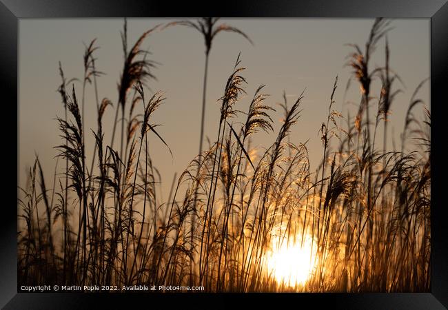 Sun behind reeds Framed Print by Martin Pople