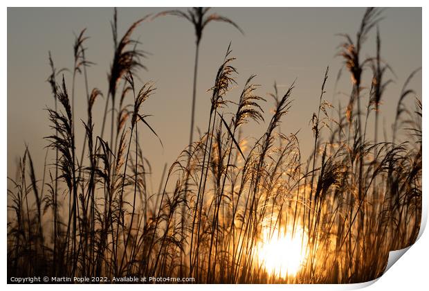 Sun behind reeds Print by Martin Pople