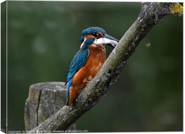 Kingfisher with fish Canvas Print by Martin Pople