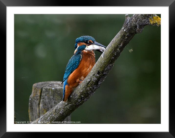 Kingfisher with fish Framed Mounted Print by Martin Pople