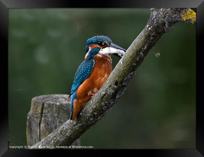 Kingfisher with fish Framed Print by Martin Pople