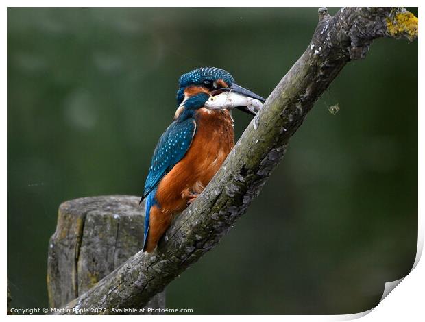 Kingfisher with fish Print by Martin Pople