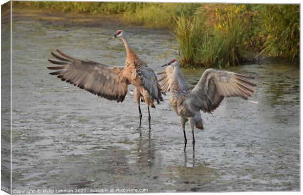 Sandhill Cranes wings spread out 1 Canvas Print by Philip Lehman
