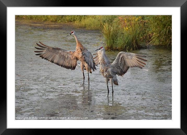 Sandhill Cranes wings spread out 1 Framed Mounted Print by Philip Lehman
