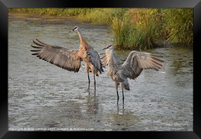 Sandhill Cranes wings spread out 1 Framed Print by Philip Lehman