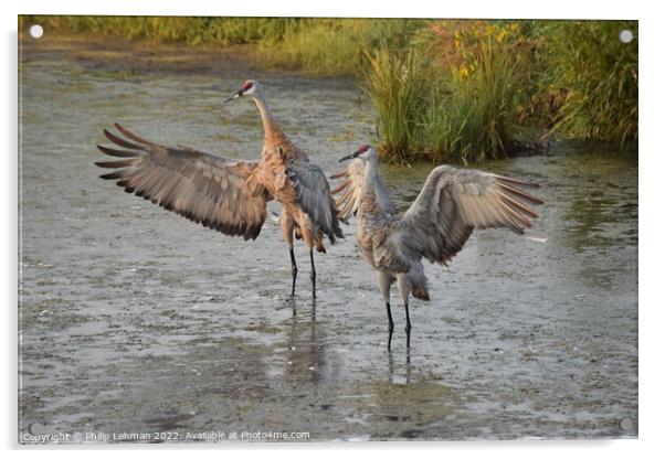 Sandhill Cranes wings spread out 1 Acrylic by Philip Lehman
