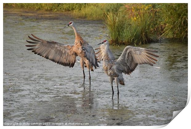 Sandhill Cranes wings spread out 1 Print by Philip Lehman