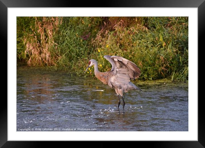 Sandhill Cranes wings spread out 2 Framed Mounted Print by Philip Lehman
