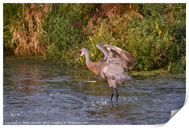 Sandhill Cranes wings spread out 2 Print by Philip Lehman