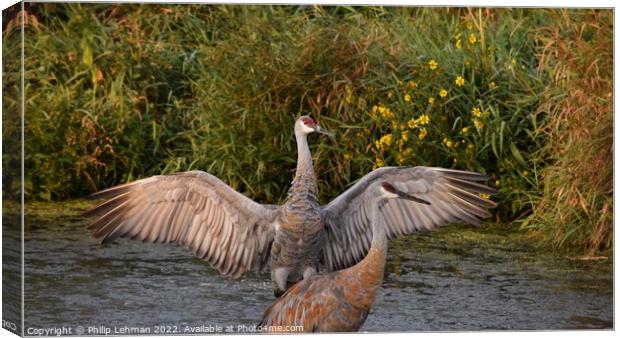 Sandhill Cranes wings spread out 3 Canvas Print by Philip Lehman