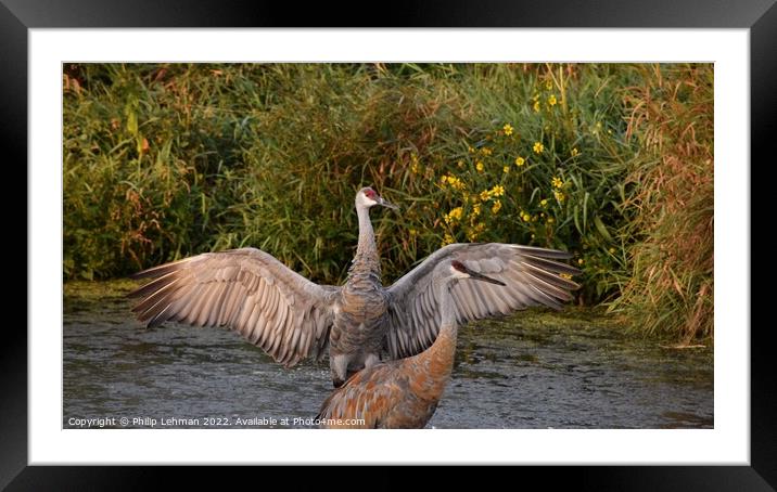 Sandhill Cranes wings spread out 3 Framed Mounted Print by Philip Lehman