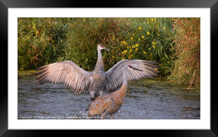 Sandhill Cranes wings spread out 4 Framed Mounted Print by Philip Lehman