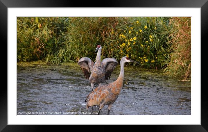 Sandhill Cranes wings spread out 5 Framed Mounted Print by Philip Lehman