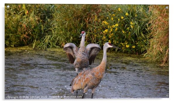 Sandhill Cranes wings spread out 5 Acrylic by Philip Lehman