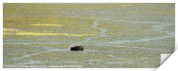 Exposed Stump during drought Print by Philip Lehman