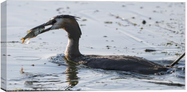 Great Crested Grebe fishing  Canvas Print by Martin Pople