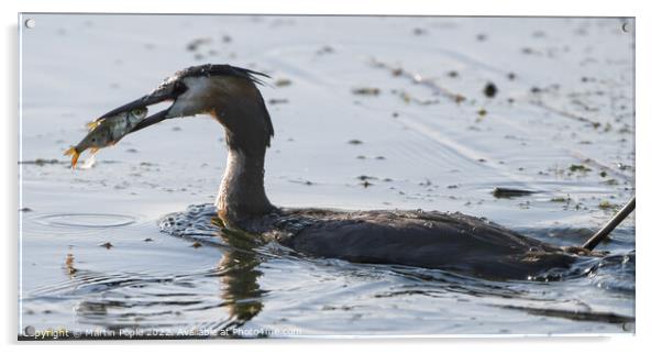 Great Crested Grebe fishing  Acrylic by Martin Pople