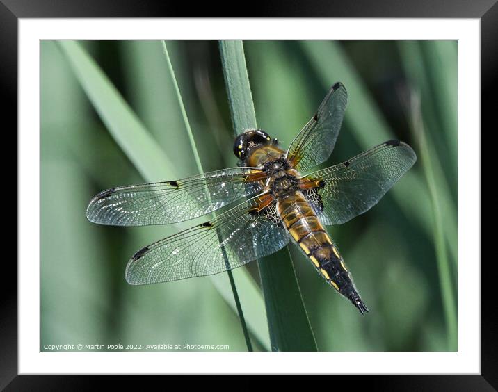 Dragonfly  Framed Mounted Print by Martin Pople