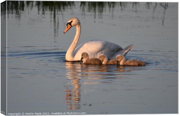 Swan and Signets  Canvas Print by Martin Pople
