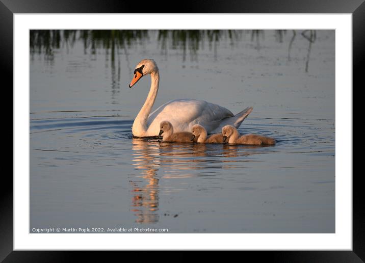Swan and Signets  Framed Mounted Print by Martin Pople