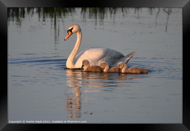 Swan and Signets  Framed Print by Martin Pople