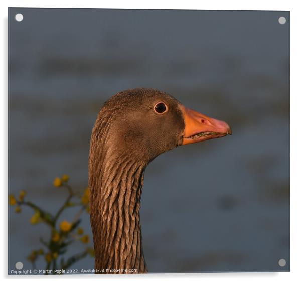 Greylag Goose  Acrylic by Martin Pople