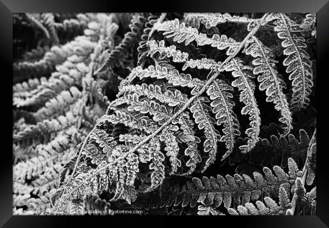 Bracken Fern Leaves in Winter Framed Print by Imladris 