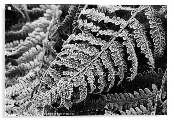 Bracken Fern Leaves in Winter Acrylic by Imladris 