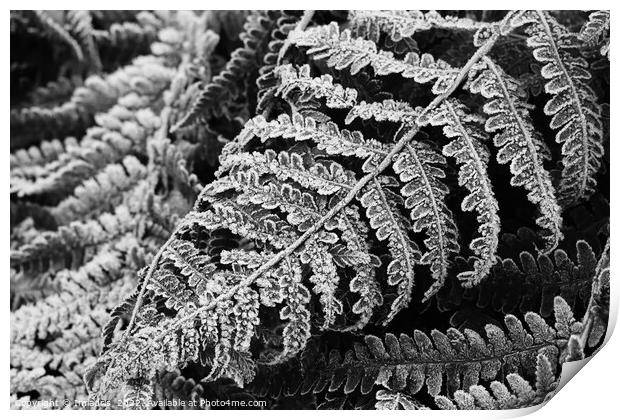 Bracken Fern Leaves in Winter Print by Imladris 