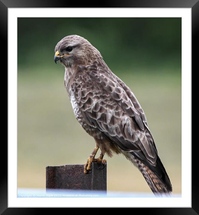 Buzzard on post Framed Mounted Print by Martin Pople