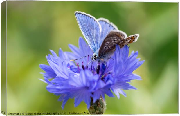 Cornflower with common blue butterfly Canvas Print by North Wales Photography