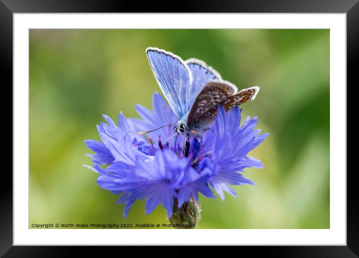 Cornflower with common blue butterfly Framed Mounted Print by North Wales Photography