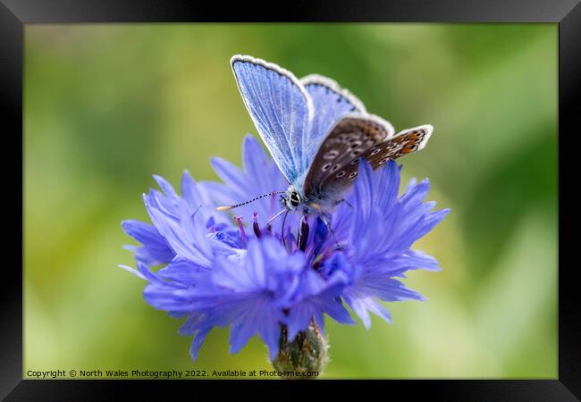 Cornflower with common blue butterfly Framed Print by North Wales Photography