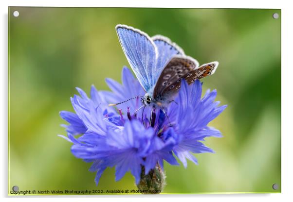 Cornflower with common blue butterfly Acrylic by North Wales Photography