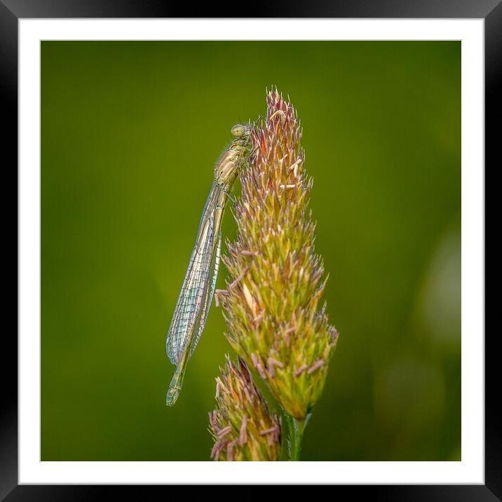 Damselfly Framed Mounted Print by chris smith