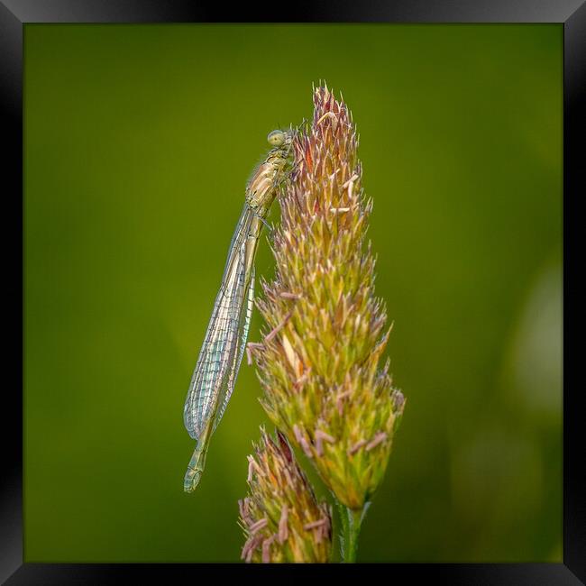 Damselfly Framed Print by chris smith