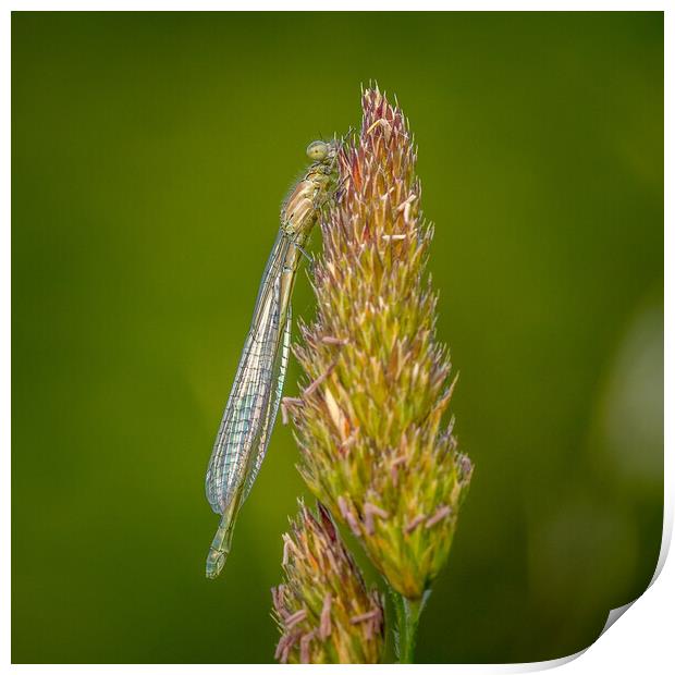 Damselfly Print by chris smith