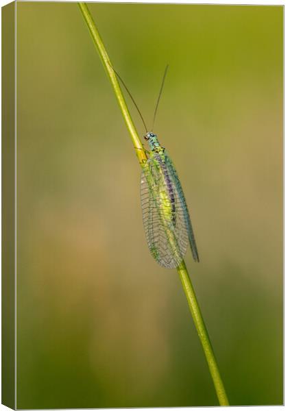 Lacewing (Chrysopidae) Canvas Print by chris smith