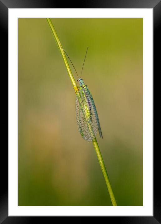 Lacewing (Chrysopidae) Framed Mounted Print by chris smith