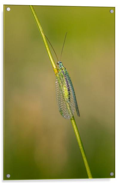 Lacewing (Chrysopidae) Acrylic by chris smith