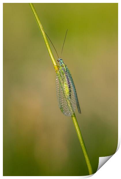 Lacewing (Chrysopidae) Print by chris smith