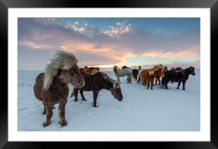 Horses  Framed Mounted Print by Ionut Cosmin