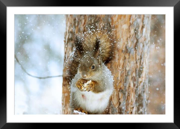 Squirrel Framed Mounted Print by Ionut Cosmin