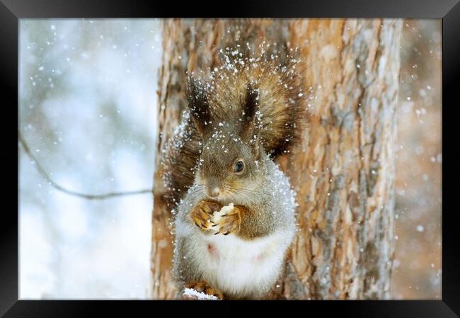 Squirrel Framed Print by Ionut Cosmin